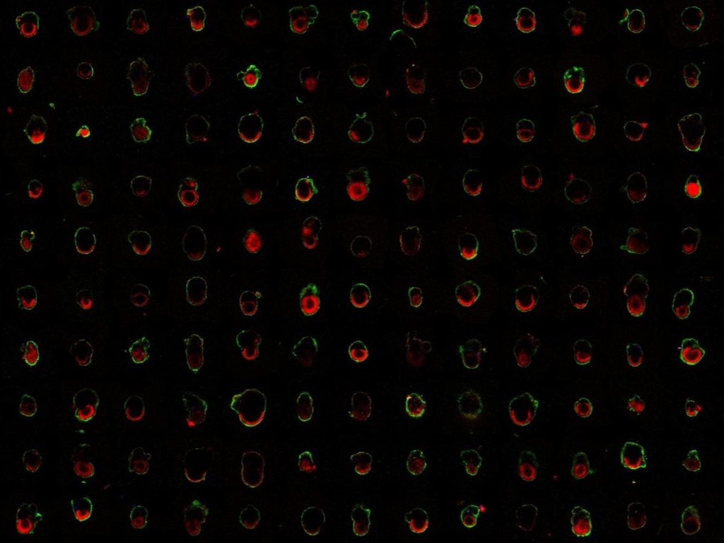 Stammzellenbasierte Embryomodelle: KI verbessert Selektion und Vorhersagbarkeit